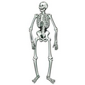 Jointed Skeleton